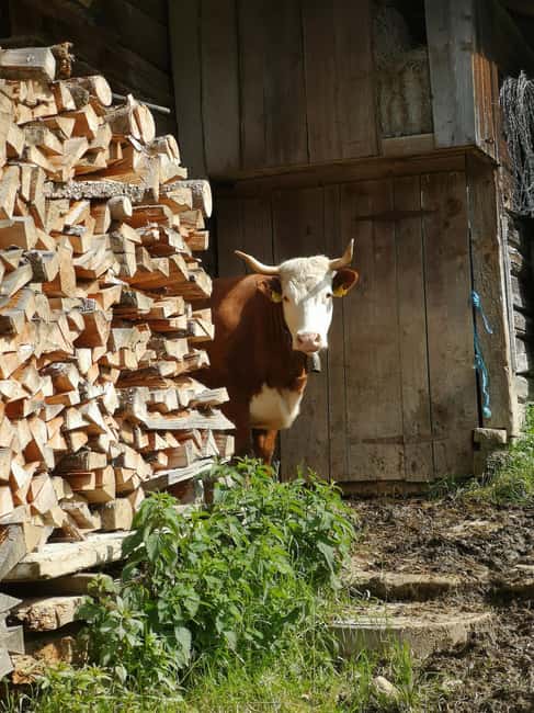 Adelboden: Countryside and Alpine Sightseeing Tour - Visiting the Farmhouses and Vintage Photo Experience