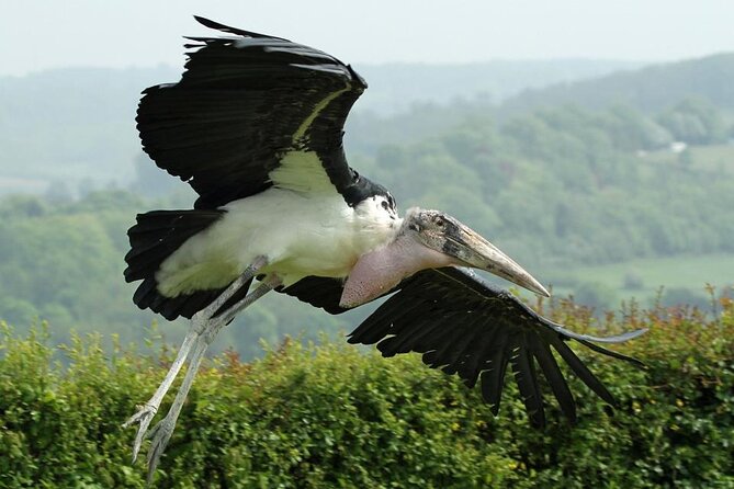 Admission Pass to Eagle Heights in Kent - Visiting Hours and How to Book