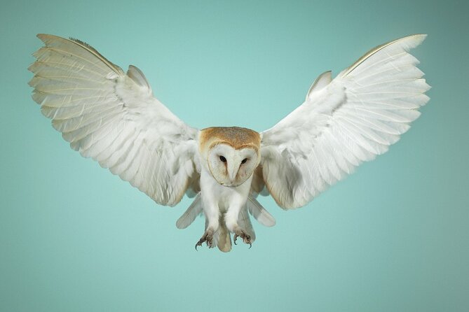 Admission Pass to Eagle Heights in Kent - The Experience of the Flying Displays