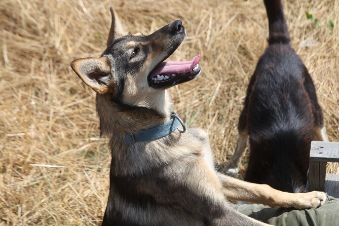 Admission Pass to Eagle Heights in Kent - How the Foundation Promotes Conservation and Education