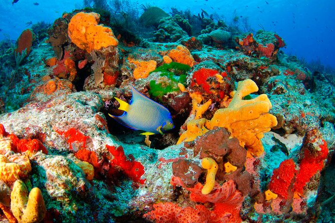 Adrenaline Experience - Snorkel, Rappell & Ziplines from Riviera Maya - Rappelling for a Vertical Challenge in the Jungle