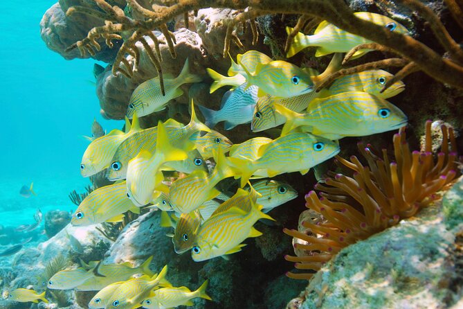 Adrenaline Experience - Snorkel, Rappell & Ziplines from Riviera Maya - Regional Buffet Lunch and Refreshing Beverages