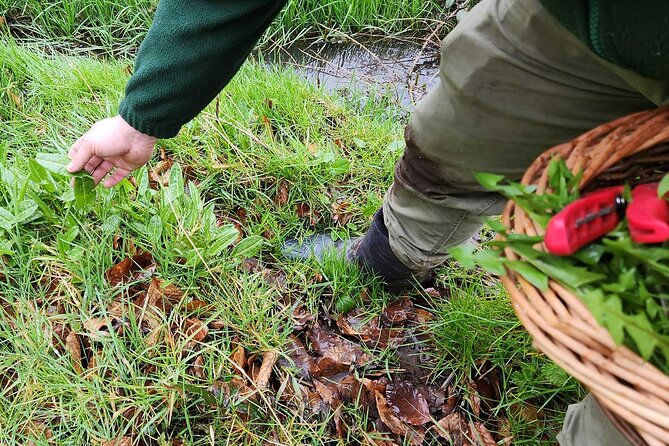Adult Foraging Walk & Bushcraft Cookery Course for Beginners - Responsible Foraging and Sustainable Harvesting Tips