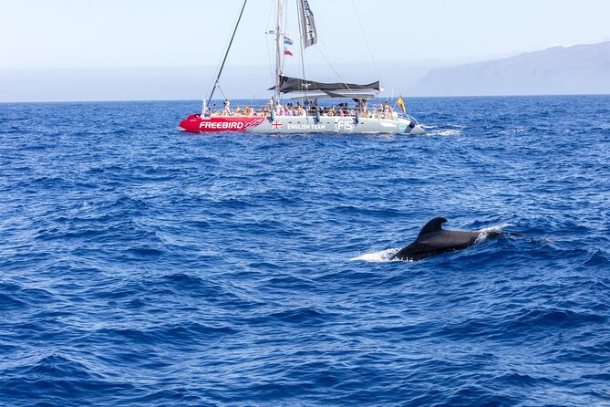 Adults Only Tenerife Freebird Whale Dolphin Catamaran with Lunch - Who Will Most Enjoy This Tour