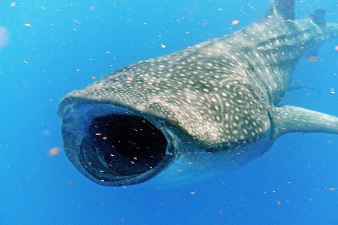Adventure and Snorkel with the Whale Shark from Puerto Morelos - Discover the Unique Whale Shark Snorkeling Adventure in Cancun