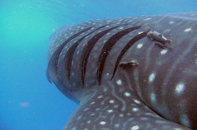 Adventure and Snorkel with the Whale Shark from Puerto Morelos - The Search for Whale Sharks in Puerto Morelos Waters