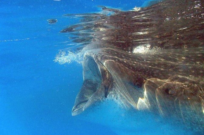 Adventure and Snorkel with the Whale Shark from Puerto Morelos - Additional Snorkeling at the Reef