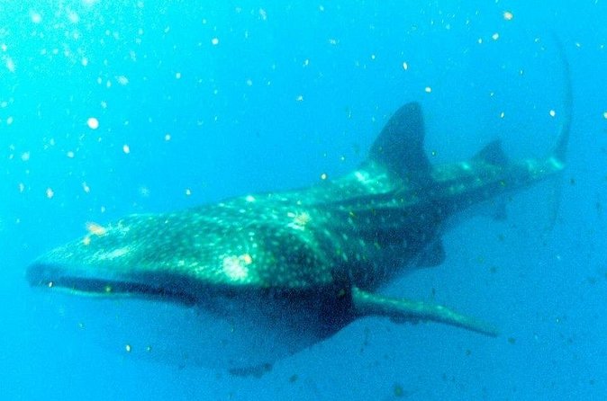 Adventure and Snorkel with the Whale Shark from Puerto Morelos - The Booking Process and Cancellation Policy