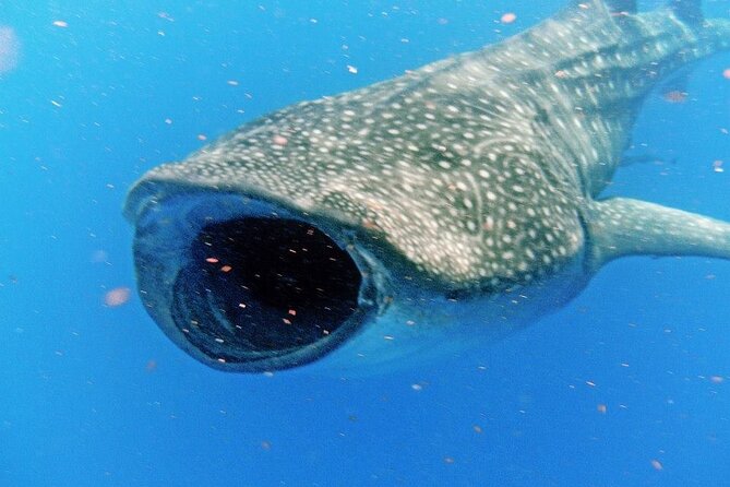 Adventure and Snorkel with the Whale Shark from Tulum - Departure and Meeting Point at Súper Aki in Tulum