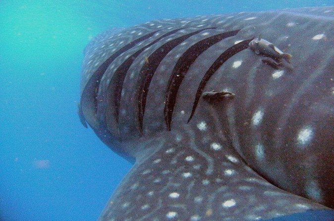 Adventure and Snorkel with the Whale Shark from Tulum - A Tasty Traditional Ceviche and Restorative Break