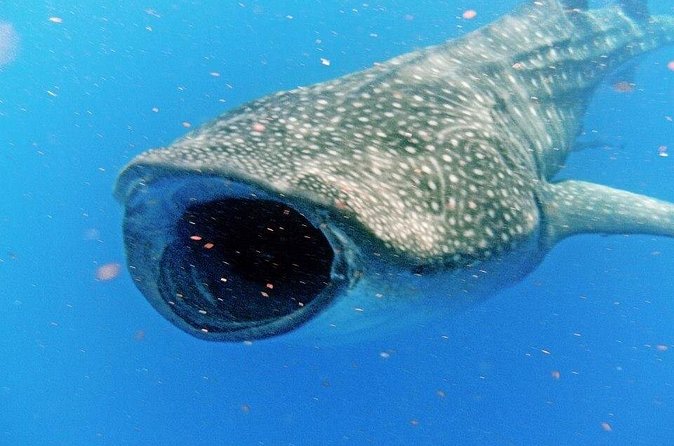 Adventure and Snorkel with the Whale Shark from Tulum - Inclusions and Practical Details