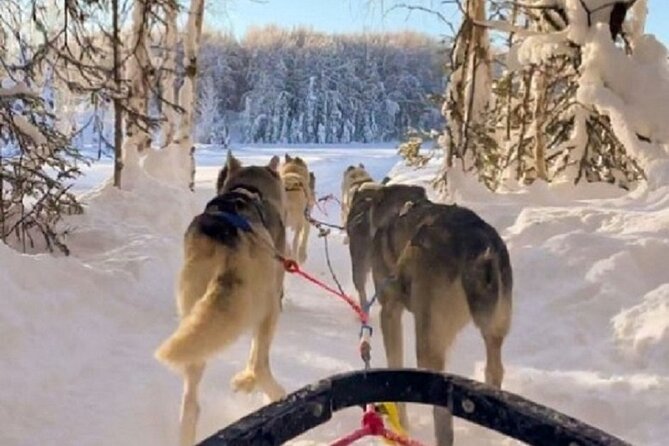 Adventure Awaits Dog Sledding on Stunning Alaskan Trails - The Highlights of the Willow Stop