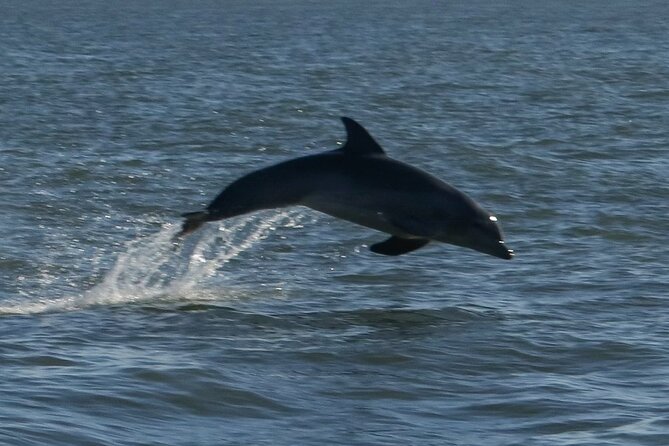 Adventure Boat Tours - One Hour Dolphin/Eco/History/Sightseeing Boat Tour - Key Points