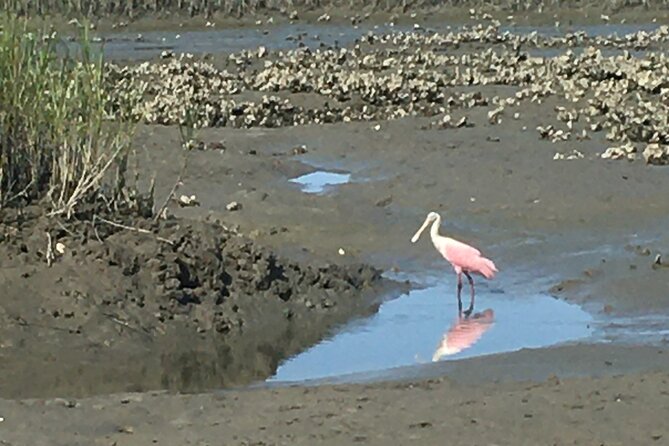 Adventure Boat Tours - One Hour Dolphin/Eco/History/Sightseeing Boat Tour - Guides and Narration: Making the Experience Engaging