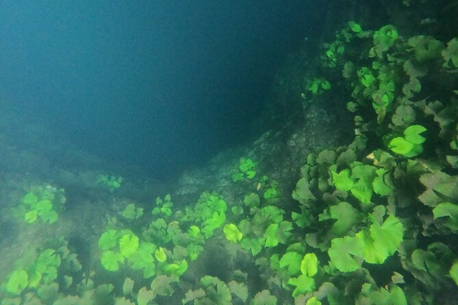 Adventure on the cenote route with zip line and typical lunch - Key Points