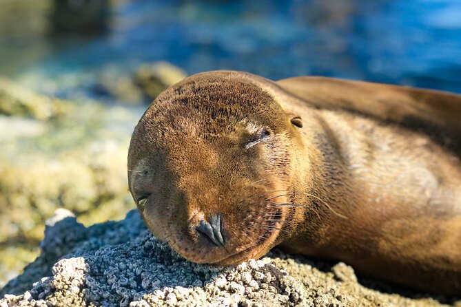 Adventure to Espiritu Santo Island: Snorkel with Sea Lions and Beach - Exploring Less Known Beaches and Natural Attractions