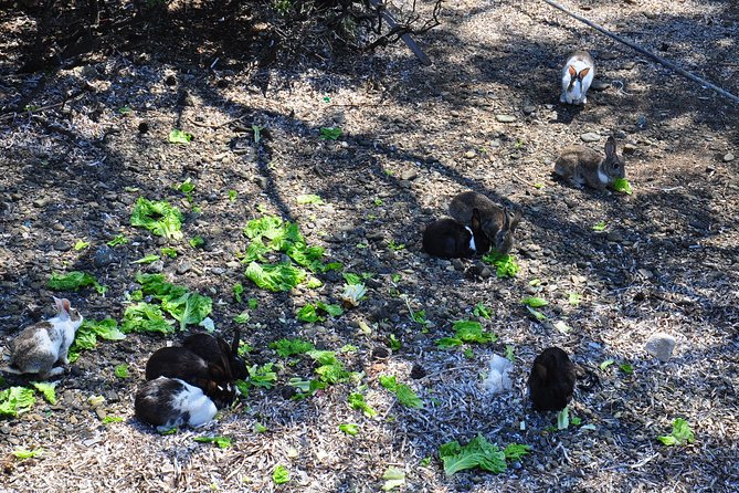 Aegean Island - Hisaronu Boat Trip with Soft Drinks from Marmaris - Kamelya Island’s Greek Monastery Ruins and Cultural Significance