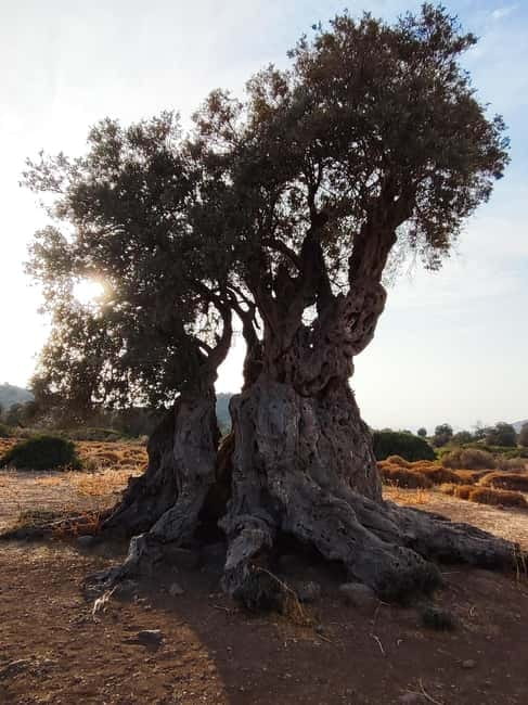 Aegina: Ancient Olive Grove (Eleonas) & Perdika Village Tour - Key Points