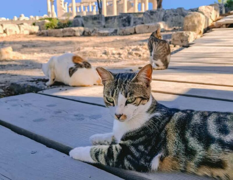 Aegina: Guided Walking Tour with Food Tastings - Exploring Aegina’s Picturesque Markets