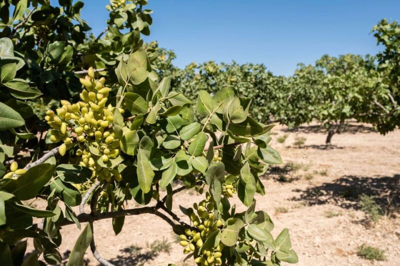 Aegina: Organic Pistachio Orchard Tour with Factory Visit - Tasting Local Pistachio Snacks