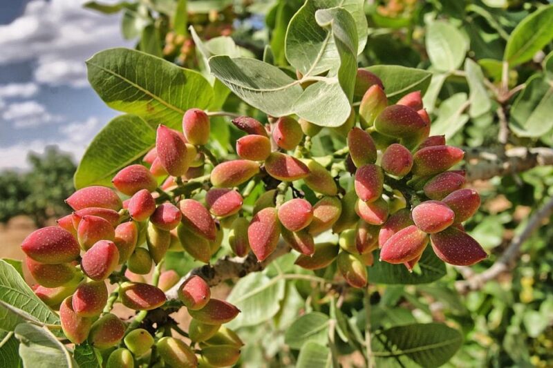 Aegina: Organic Pistachio Orchard Tour with Factory Visit - Who Will Enjoy This Pistachio Tour Most