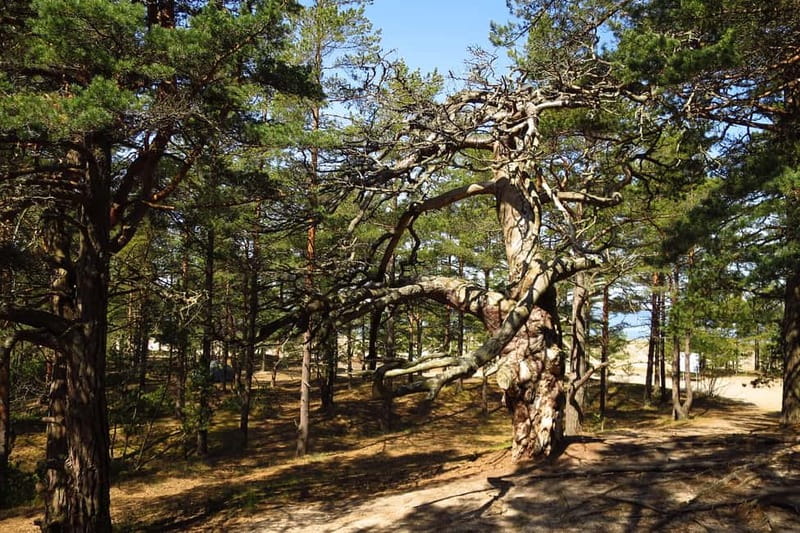 Aegna Island: Self-Guided Discovery Tour - Logistics: How the Tour Comes Together