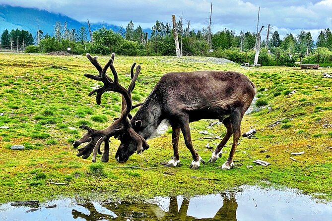 Aerial Tram and Wildlife Center tour from Anchorage - Optional Food and Dining at Alyeska Tram Top