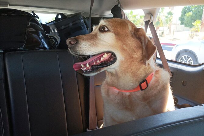 Affordable VIP Private Transportation- "ELEVATE YOUR JOURNEY" - Key Points