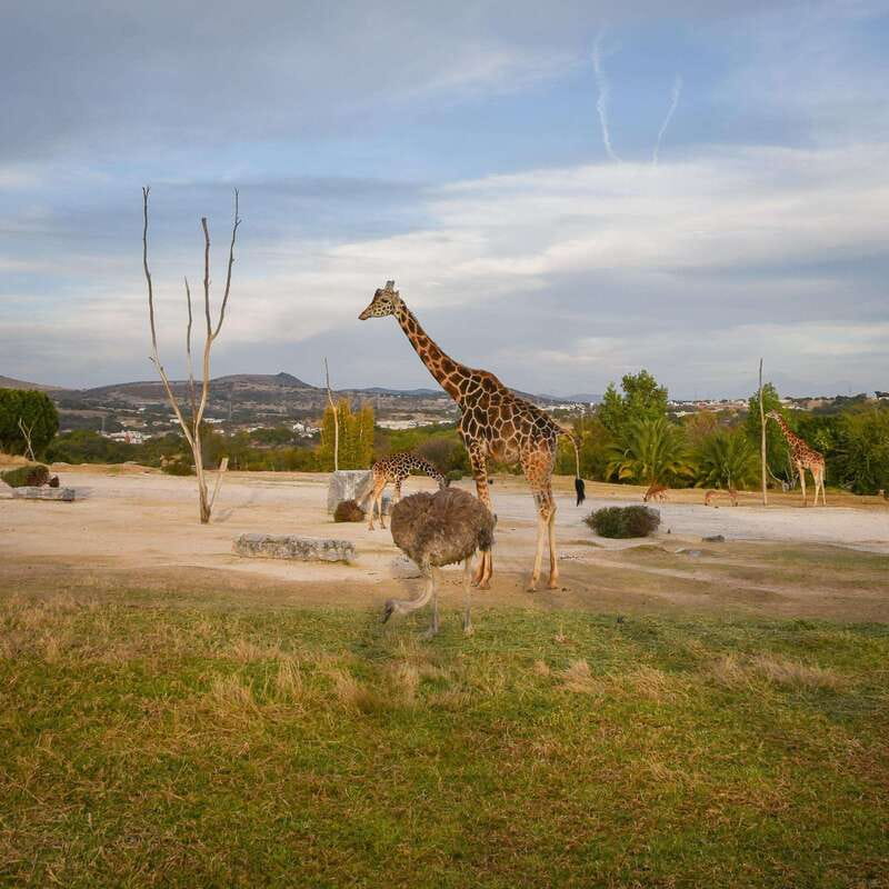 Africam Safari Conservation Park - Explore Africam Safari Conservation Park in Puebla, Mexico