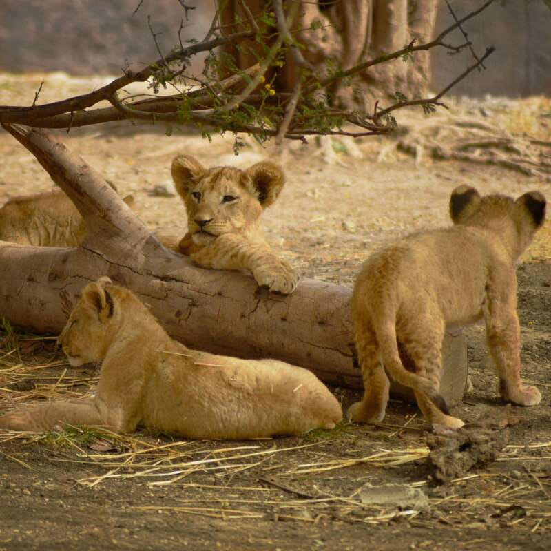 Africam Safari Conservation Park - Key Points