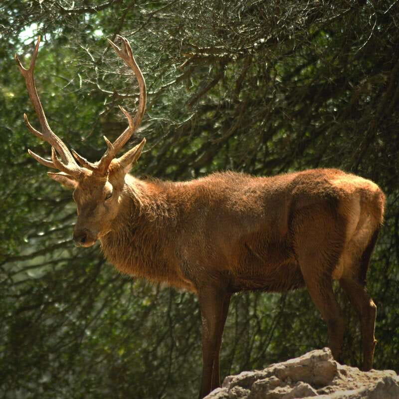 Africam Safari Conservation Park - What Animals Are Seen on the Safari Bus Tour?
