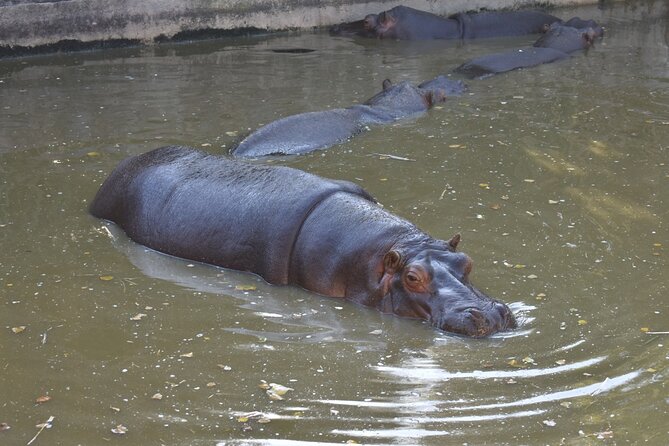 Africam safari (private tour) - Potential Drawbacks and Considerations