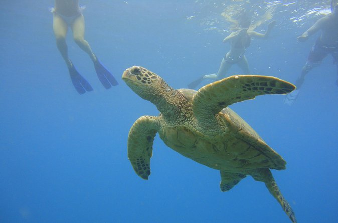 Afternoon Adventure Snorkel from Ka'anapali - Flexibility and Cancellation Policy