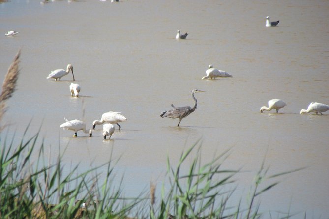 Afternoon birdwatching at Lagoa dos Salgados - Key Points