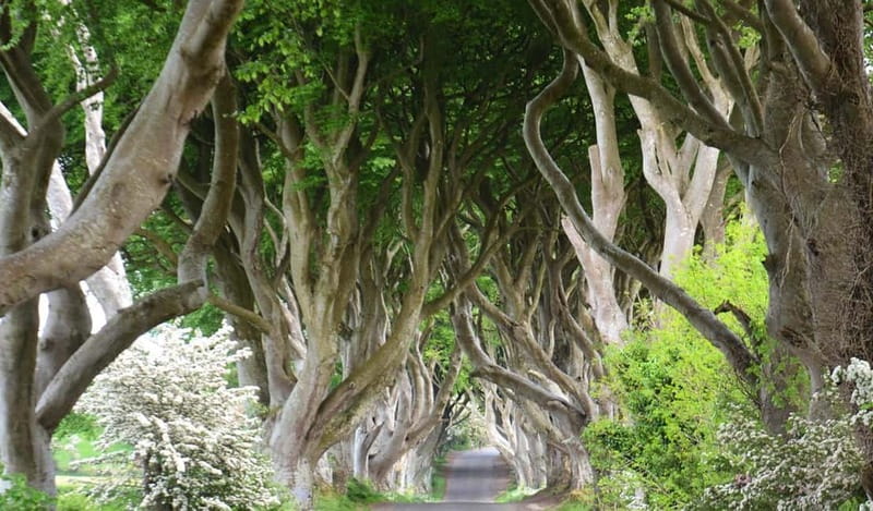 Afternoon Giants Causeway Half Day Tour from Belfast - Convenient Departure from Belfast’s Europa Hotel