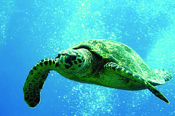 Afternoon Hawaiian Green Sea Turtle and Dolphin Snorkel and Sail - Exciting Marine Adventure on Oahu’s Leeward Coast at an Affordable Price