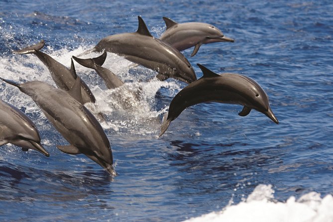 Afternoon Hawaiian Green Sea Turtle and Dolphin Snorkel and Sail - Set Sail Along the West Oahu Coast for Unmatched Coastal Views