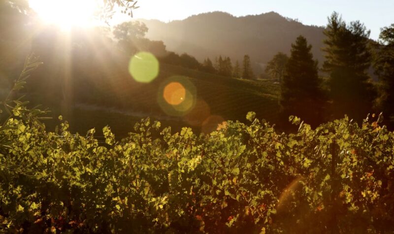 Afternoon: Tour Soap, Olive Oil, Wine Stories of Peza Valley - Crete’s Countryside: Olive Groves and Vineyards