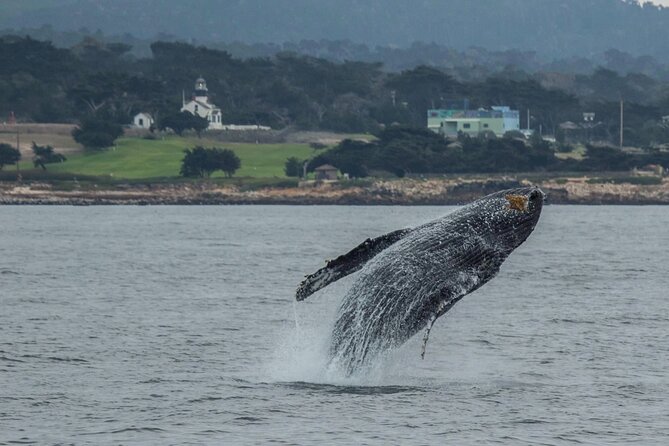 Afternoon Whale Watch - Why Choose the Afternoon Whale Watch in Monterey?