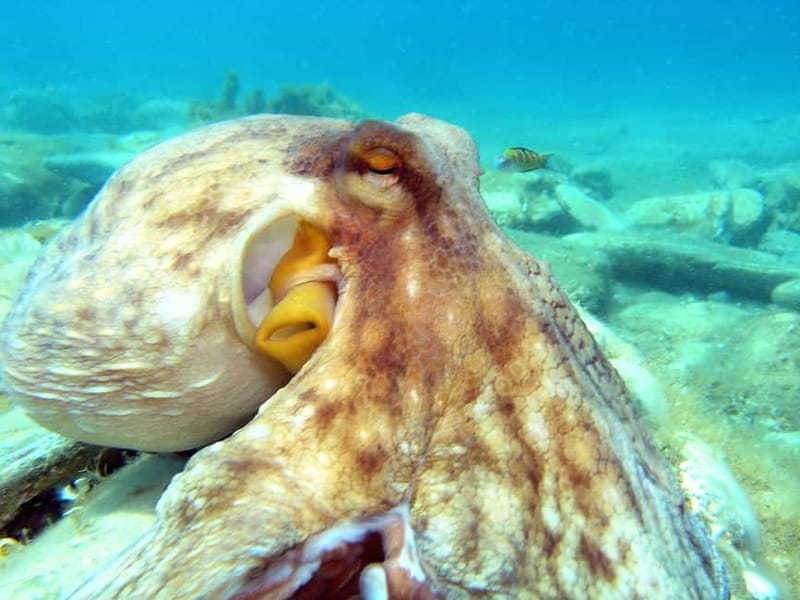 Agia Pelagia: Introduction to Scuba Diving (2 Dives) - Key Points