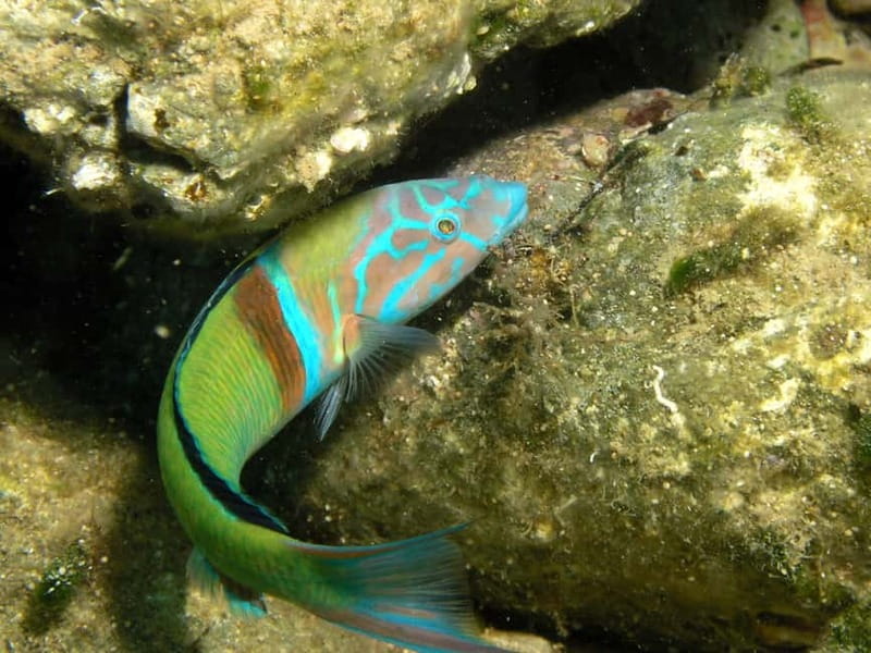 Agia Pelagia: Introduction to Scuba Diving Experience - Introduction to Crete’s Agia Pelagia Scuba Adventure