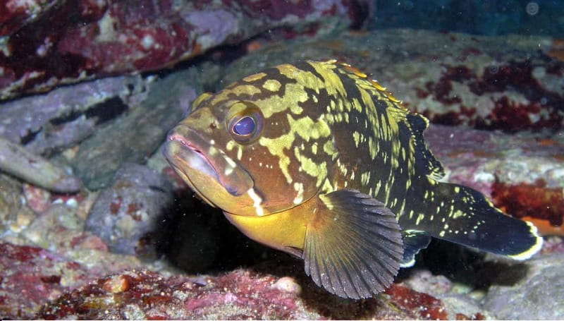 Agia Pelagia: Introduction to Scuba Diving Experience - The Safety Briefing at Mononaftis