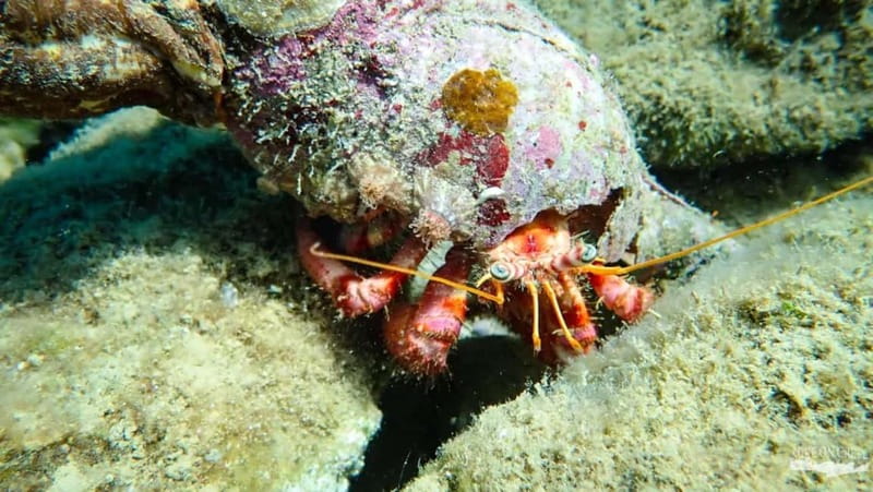 Agia Pelagia: Scuba Diving Activity for Children - Ligaria Bay: The Perfect Setting for Young Divers