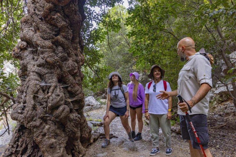Agios Nikolaos: Evening Forest Yoga and Hiking Experience - Who Will Most Appreciate This Experience?