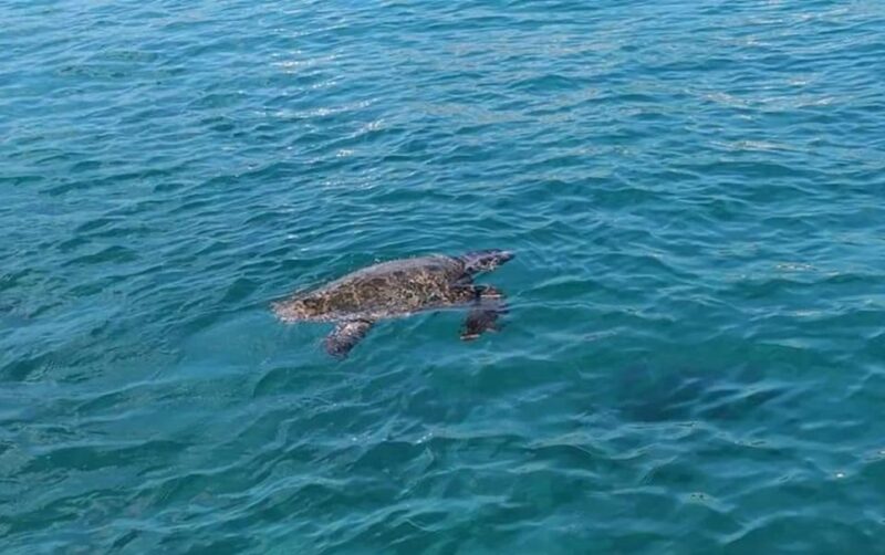 Agios Sostis: Marathonissi, Keri Caves, and Turtle Spotting - Practical Tips for Participants