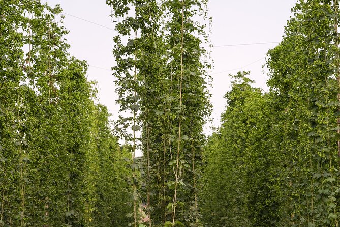 Agricultural Brewery Tour in the Roman Countryside - Inside the Brewery: From Cooking to Bottling
