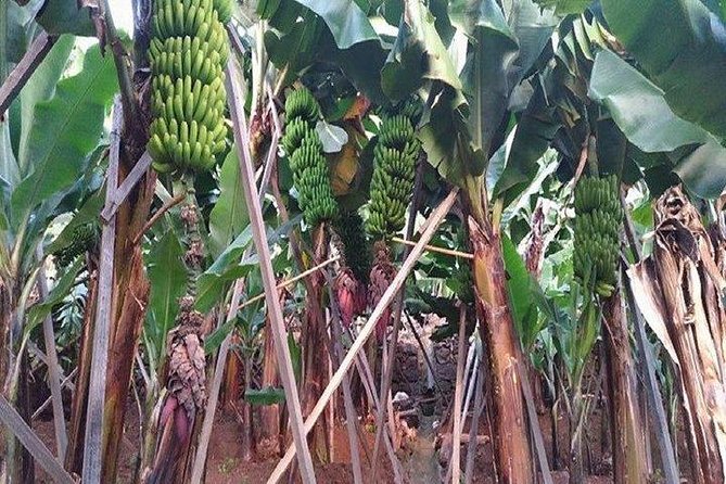 Agriculture Green Tour - Discover Madeira’s Authentic Agricultural Heritage for $98.30