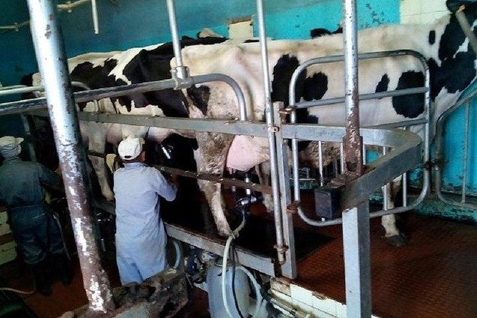 Agriculture Green Tour - Exploring Produce and Dairy Farms in Madeira’s Countryside