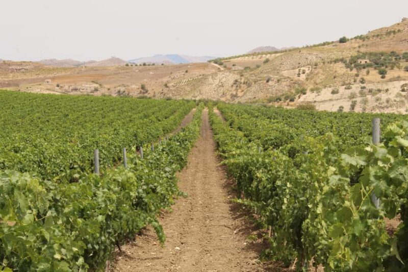 Agrigento: Wine tasting and walk in the vineyards. - The Experience Guided by Local Experts