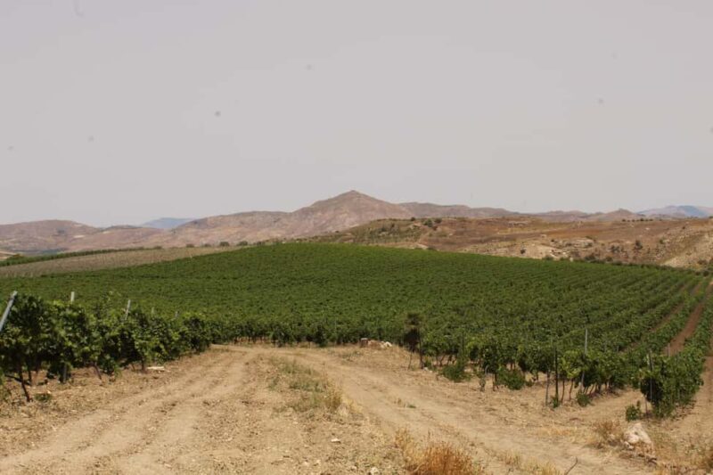 Agrigento: Wine tasting and walk in the vineyards. - Visiting the Estate in a Peaceful Natural Setting